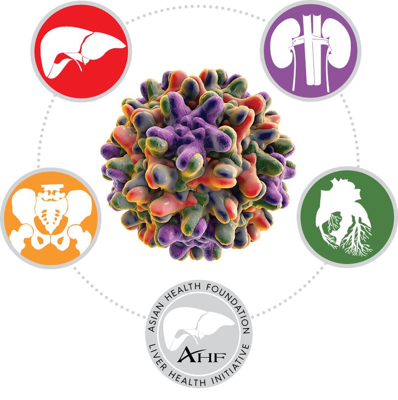 HBV Virus surrounded by organs and pelvis.